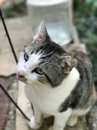 Close-up portrait of kitten