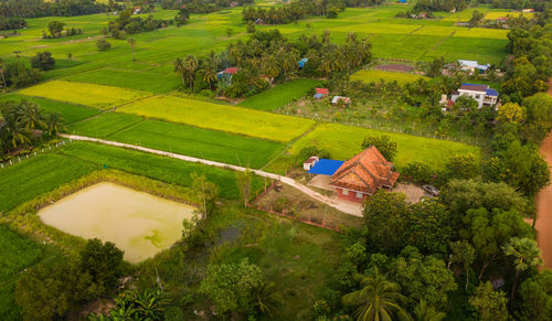 High angle view of agricultural field