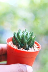 Close-up of hand holding cactus in pot