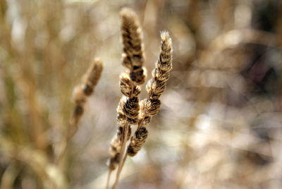 Close-up of plant on field