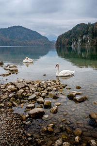 Swan swimming in lake against sky