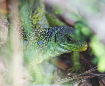 Close-up of lizard