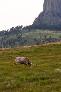 Horses grazing on field