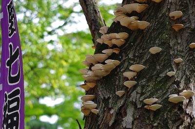 Low angle view of mushroom grew on tree trunk