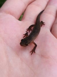 Close-up of hand holding lizard
