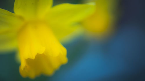 Close-up of yellow flowering plant