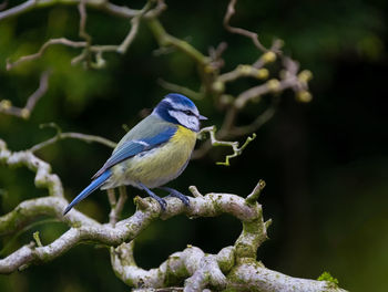 Close-up side view of a bird on branch