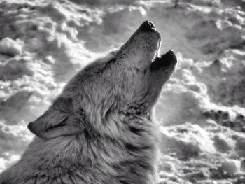 Low angle view of an animal against clear sky