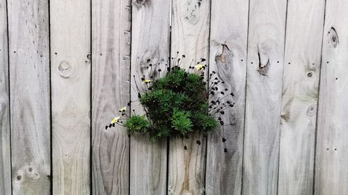 Full frame shot of plants growing on wooden fence