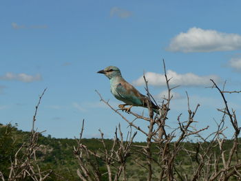 Close-up of bird perching on branch against sky