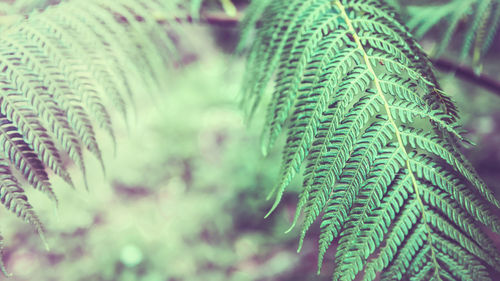 Close-up of fern leaves