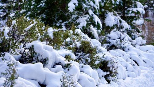 Close-up of snow covered trees