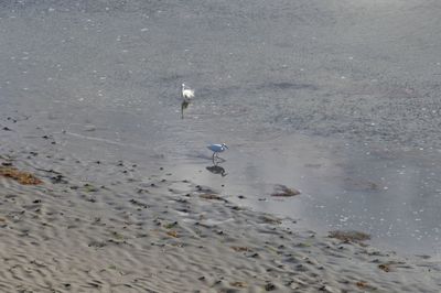 High angle view of seagulls swimming in sea