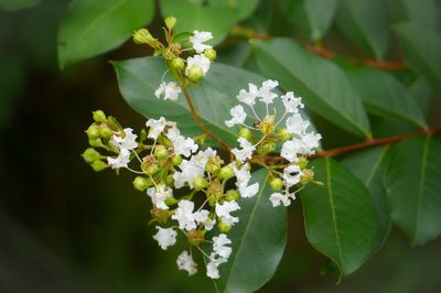 Close-up of white flowers