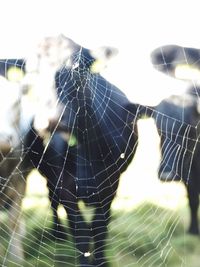 Close-up of spider web