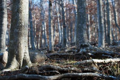 Trees in forest during winter