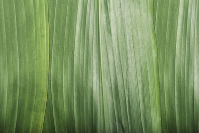 Full frame shot of bamboo