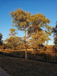 Autumn tree on field against sky