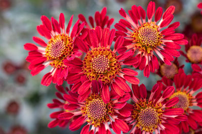 Close-up of red flowers