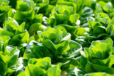 Full frame shot of green leaves