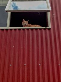 Low angle view of cat on window