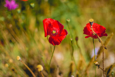 Close-up of red poppy blooming outdoors