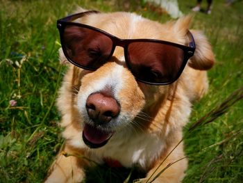 Close-up of dog wearing sunglasses on field