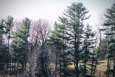 Low angle view of pine trees in forest against sky