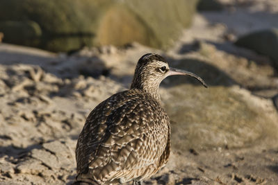 Close-up of a bird perching on sand