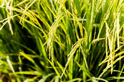 Close-up of crops growing on field