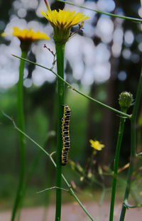Close-up of insect on flower