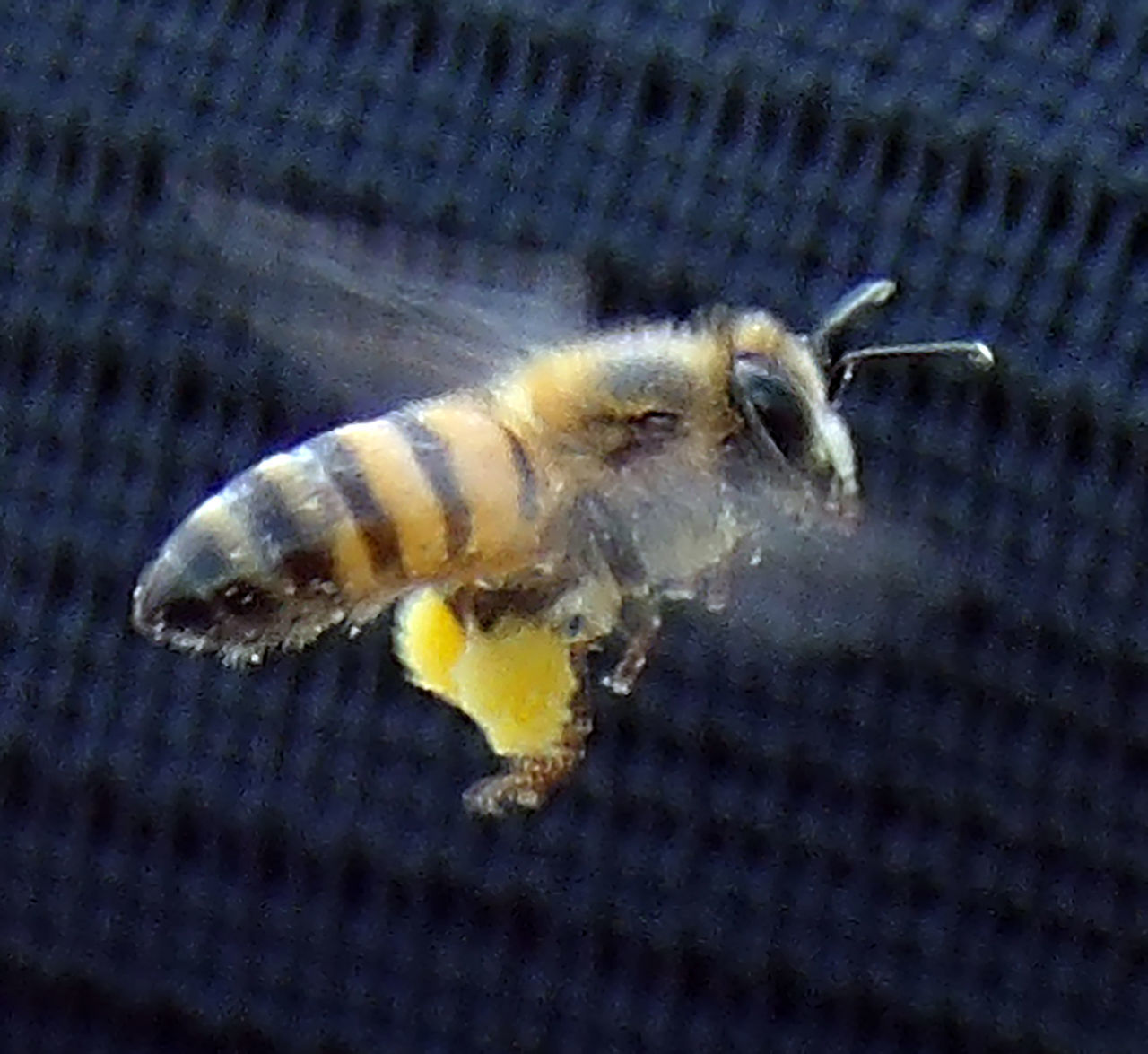 CLOSE-UP OF BEE ON THE SEA