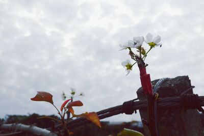 Close-up of plants against cloudy sky