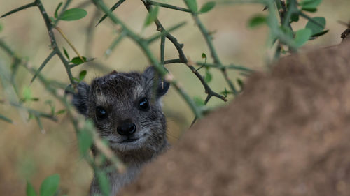 Close-up portrait of a cat