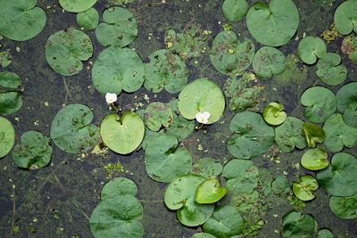 High angle view of leaves floating on water