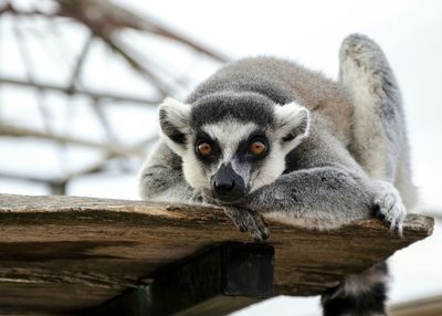 Close-up portrait of kitten