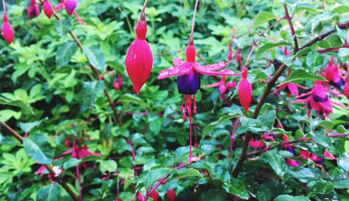 Close-up of red flowers blooming outdoors