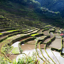 High angle view of agricultural landscape