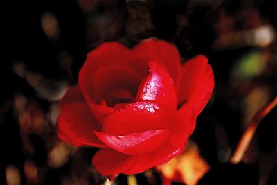 Close-up of red flower