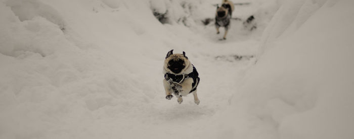 Dog walking on snow field