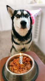 Close-up of a dog having birthday food at its party