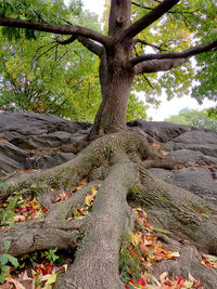 Close-up of tree trunk