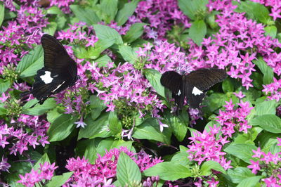 High angle view of bird perching on pink flowers