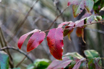 Close-up of red berries growing on tree