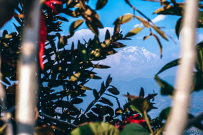 Low angle view of flower tree against sky