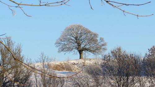 Bare trees on snow covered landscape