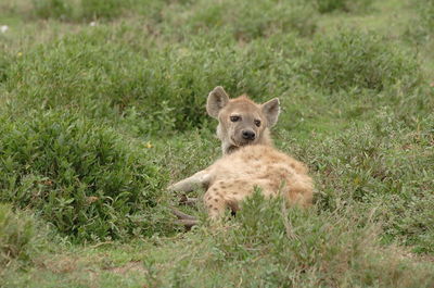 Portrait of lion on field