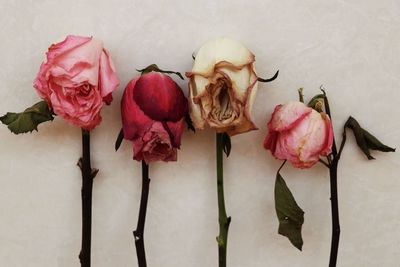 Close-up of pink roses