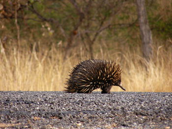 Close-up of an animal on road