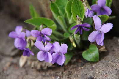 Close-up of purple flowering plants